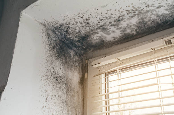 Affordable Mold Cleanup solutions in Zieglerville, PA